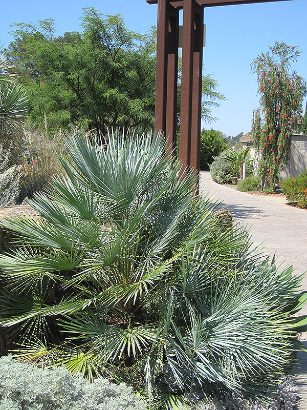 Chamaerops humilis var. cerifera