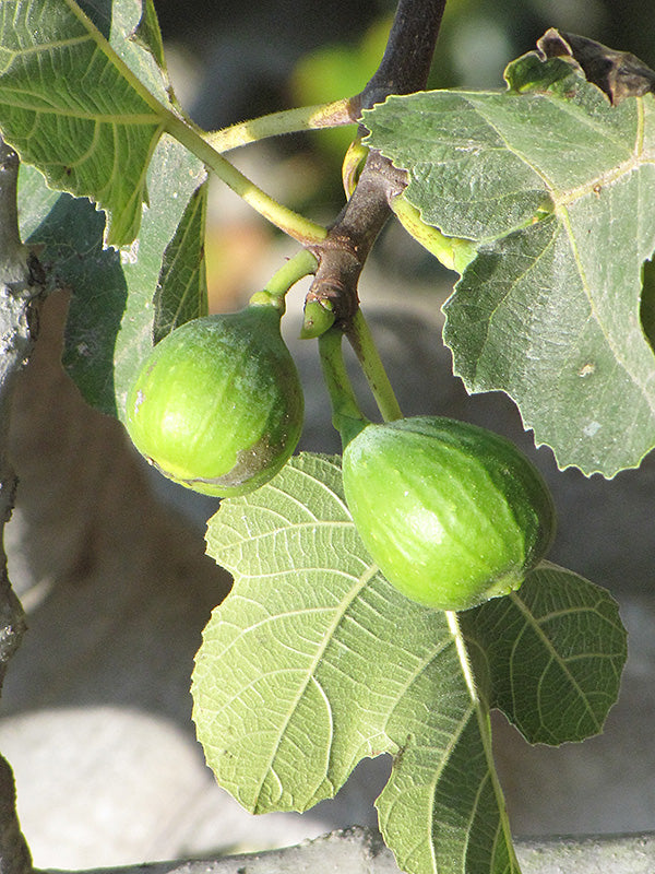 Ficus carica 'Yellow Long Neck'