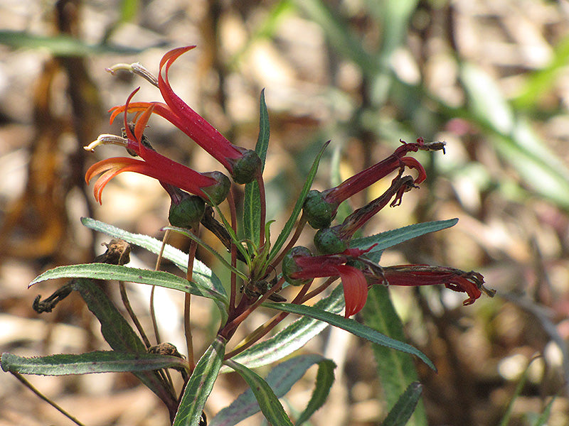 Lobelia laxiflora