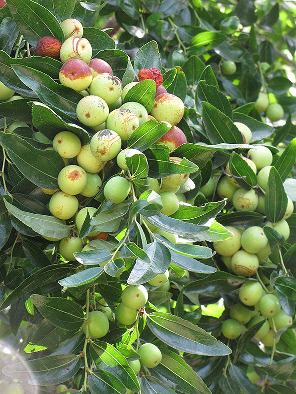 Ziziphus jujuba 'Li'