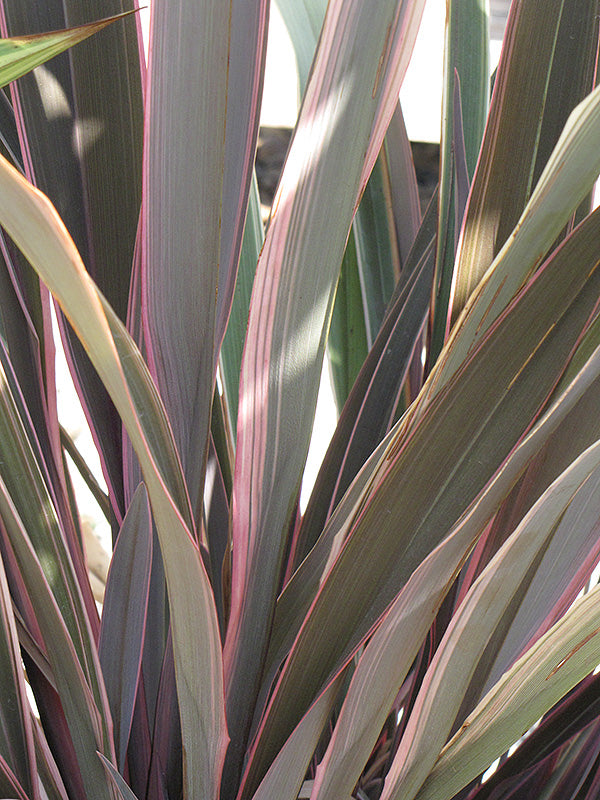 Phormium 'Pink Stripe'