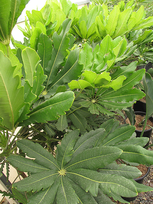 Dizygotheca elegantissima
