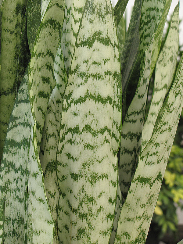 Sansevieria zeylanica