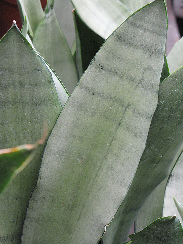 Sansevieria trifasciata 'Moonshine'