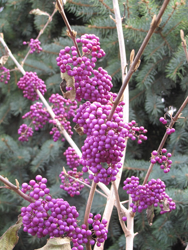 Callicarpa bodinieri 'Profusion'