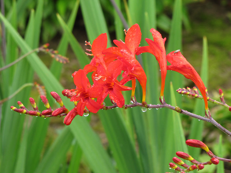 Crocosmia 'Lucifer'
