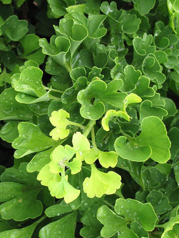 Ginkgo biloba 'Mariken '