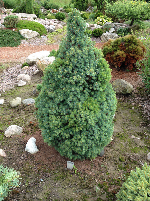 Picea glauca 'Sander's Blue'