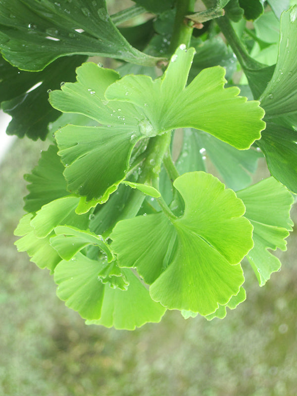 Ginkgo biloba 'Troll'