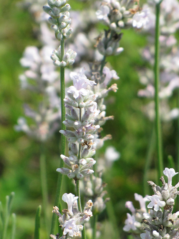 Lavandula angustifolia 'Melissa Lilac'