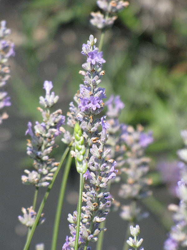 Lavandula x intermedia 'Provence'