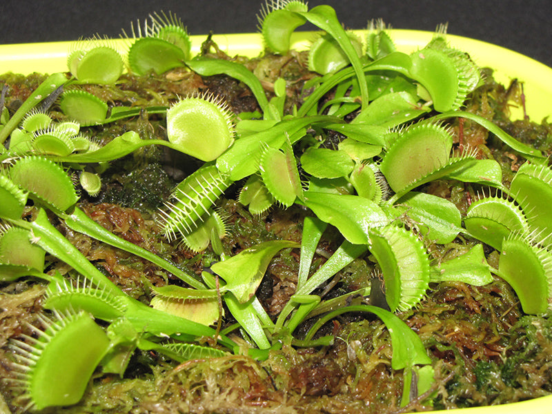 Dionaea muscipula- Venus Flytrap