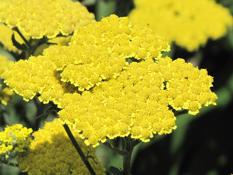 Achillea millefolium 'Moonshine'