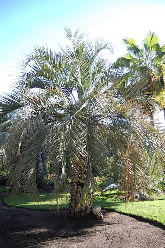 Butia yatay