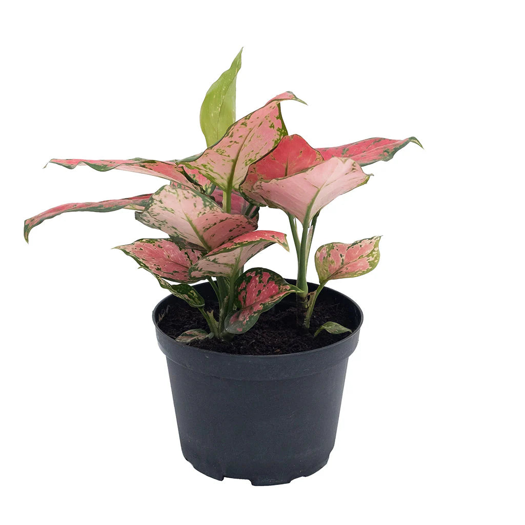 Aglaonema 'Very Red'