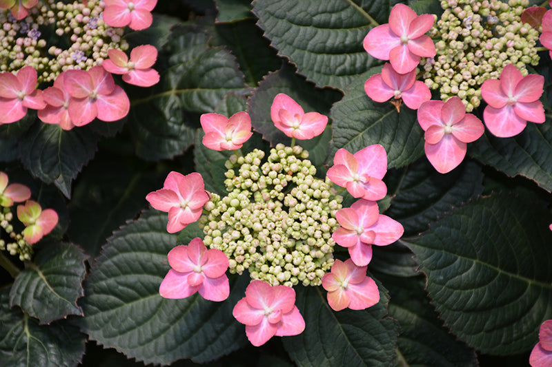 Hydrangea serrata 'Tuff Stuff Red'