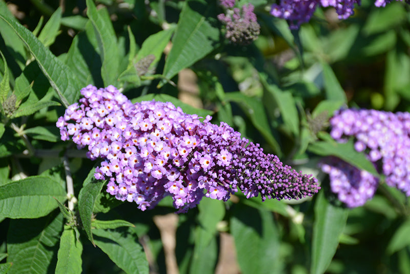 Buddleia 'Pugster Amethyst'