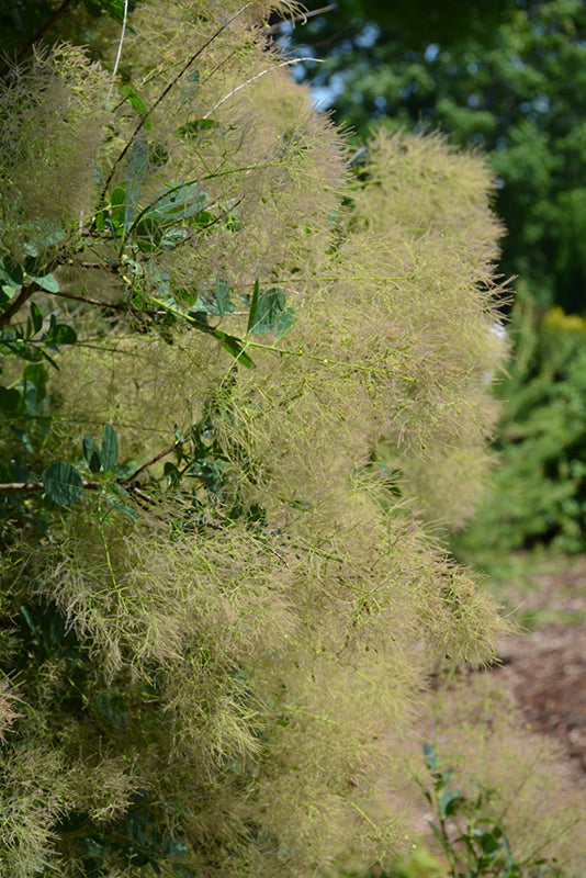 Cotinus coggygria 'Young Lady'