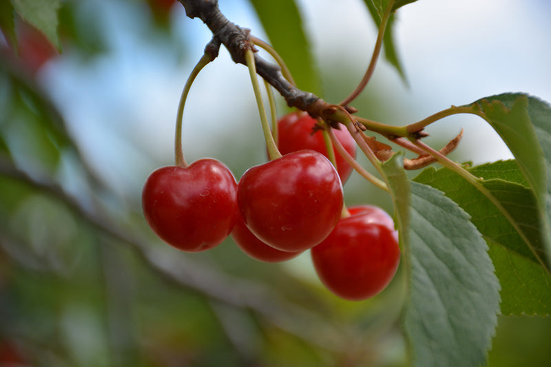 Cherry - Prunus cerasus 'Montmorency'
