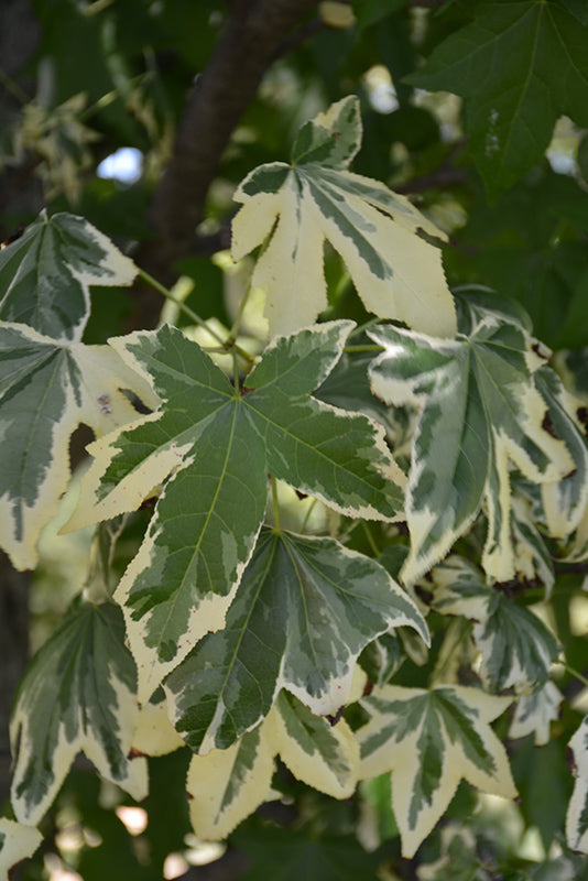 Liquidambar styraciflua 'Silver King'