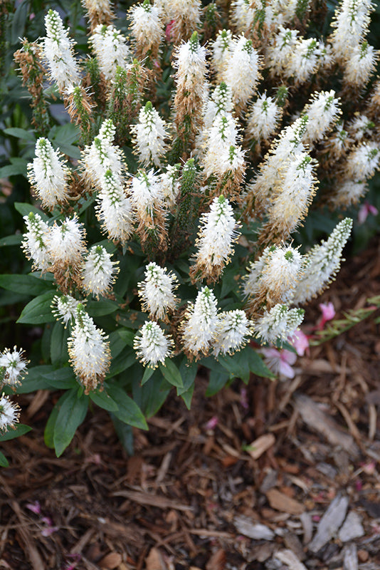 Veronica longifolia 'Vernique White'