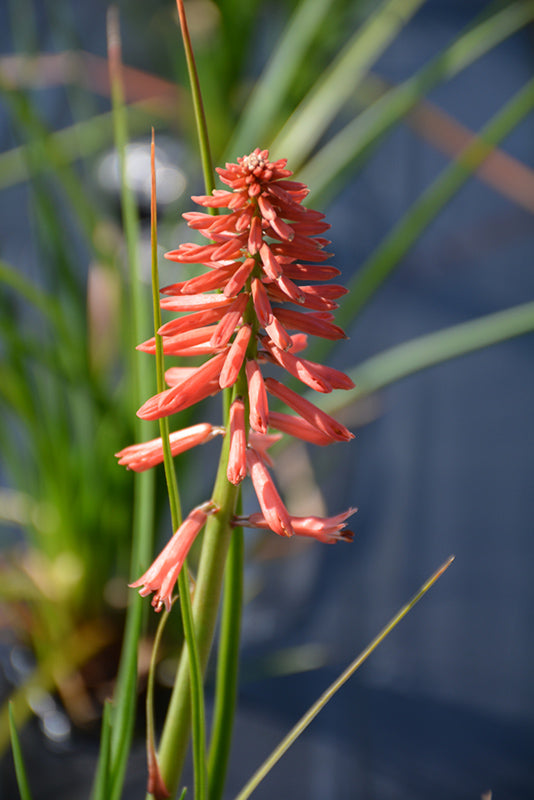 Kniphofia 'Poco Red'