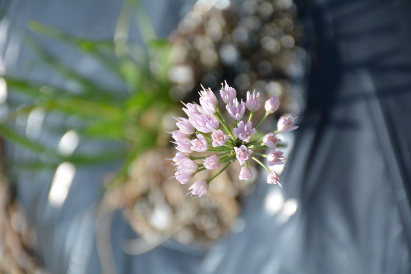 Allium 'In Orbit'