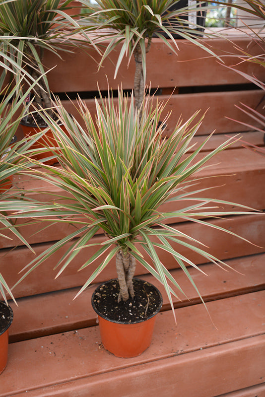 Dracaena marginata 'Colorama'