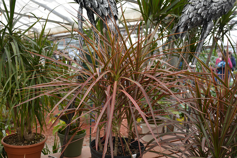 Dracaena marginata 'Tricolor'
