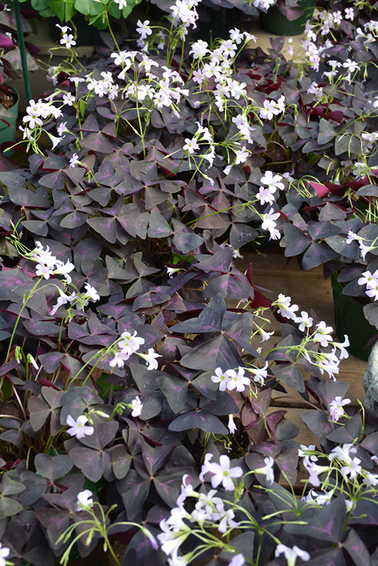 Oxalis Triangularis