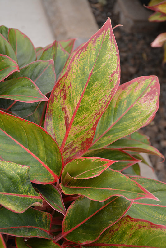Aglaonema 'Siam'