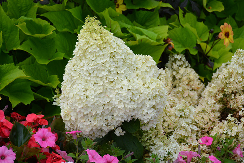 Hydrangea paniculata 'Little Fresco'