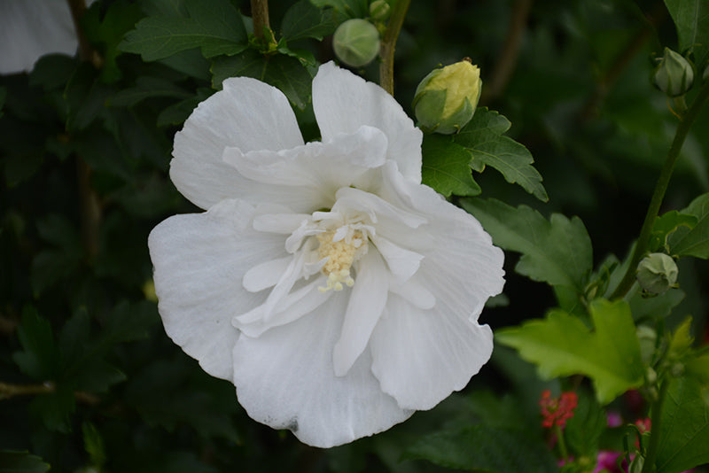Hibiscus syriscus 'White Pillar'
