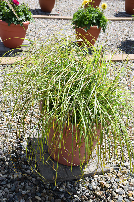 Miscanthus sinensis 'Little Miss'