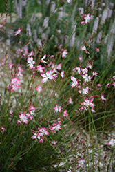 Gaura 'Little Janie'