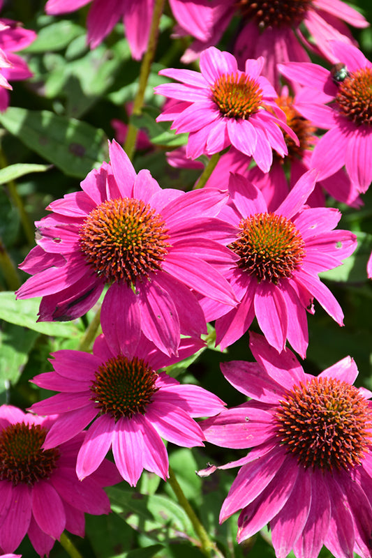 Echinacea 'Vintage Hot Pink'