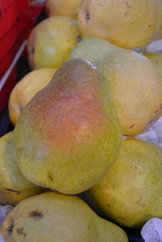 Pear - Pyrus communis 'Flemish Beauty'