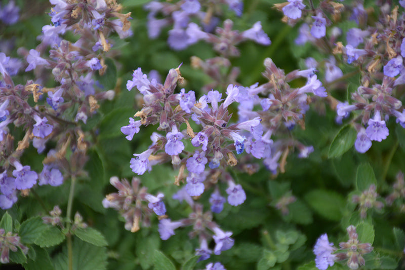 Nepeta faassenii 'Kitten Around'