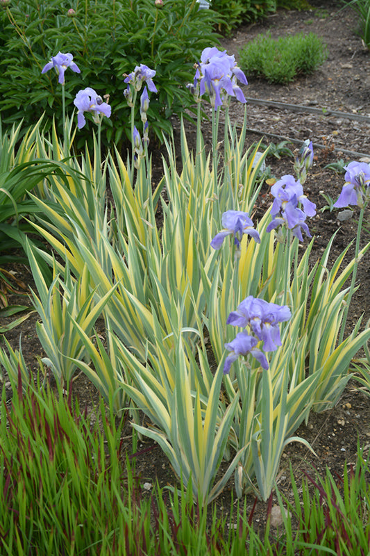Iris pallida 'Argentea Variegata'