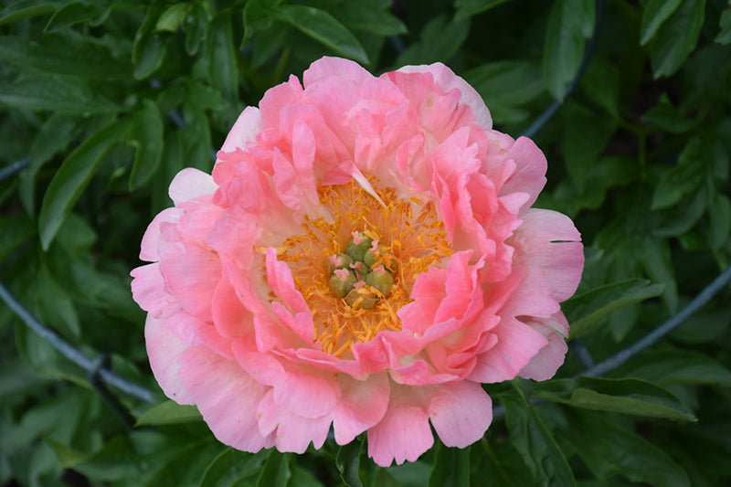 Paeonia lactiflora 'Coral Sunset'
