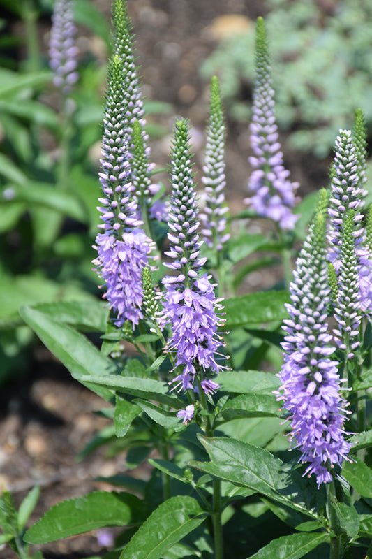 Veronica spicata 'Lavender Lightsaber'