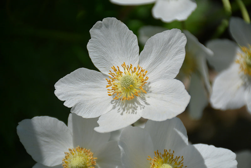 Anemone sylvestris