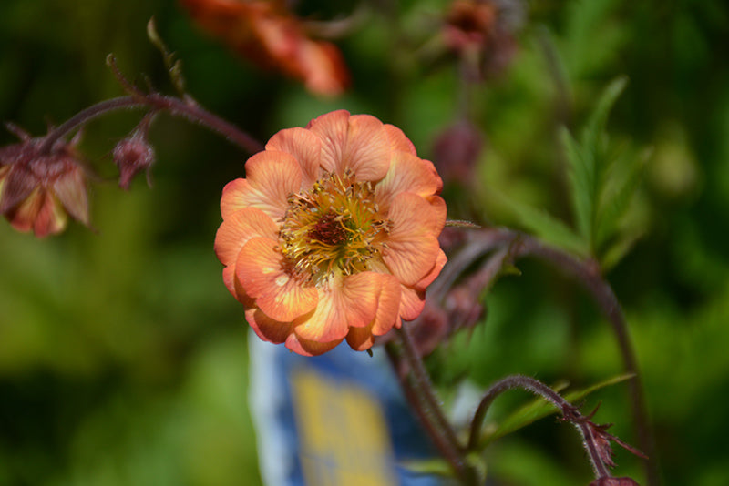 Geum 'Mai Tai'