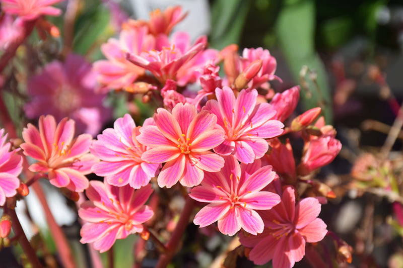 Lewisia 'Rainbow Mix'