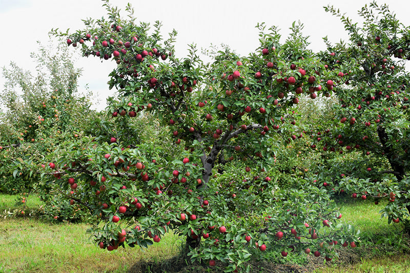 Apple - Malus 'Red Delicious'