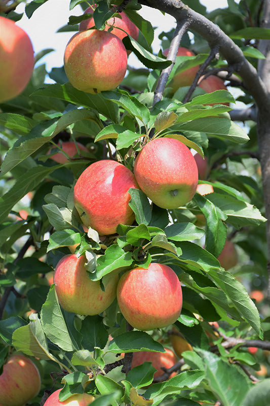 Apple - Malus 'Royal Gala'