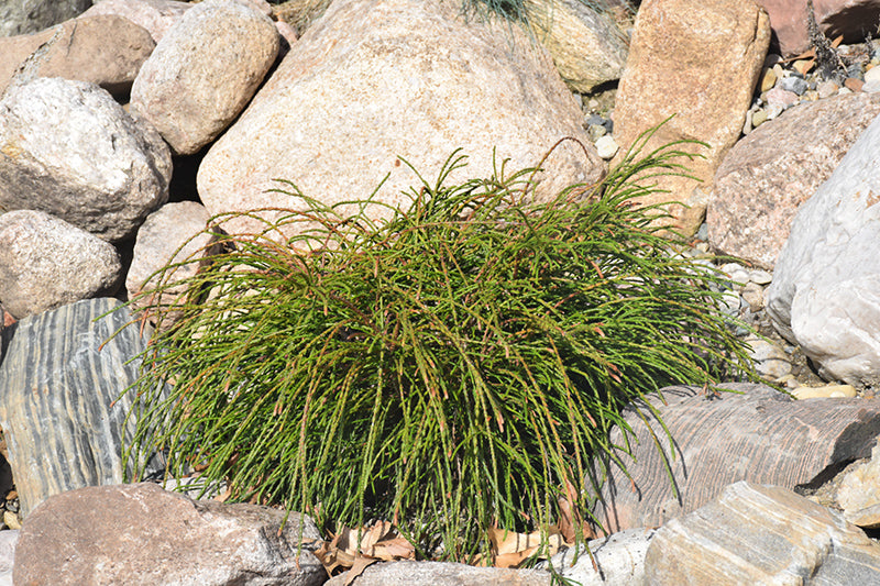 Thuja plicata 'Whipcord'