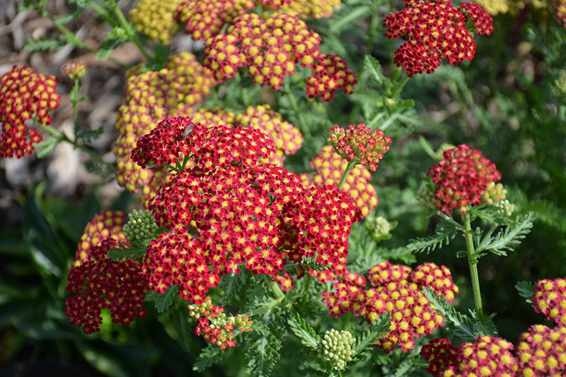 Achillea millefolium 'Terra Cotta'