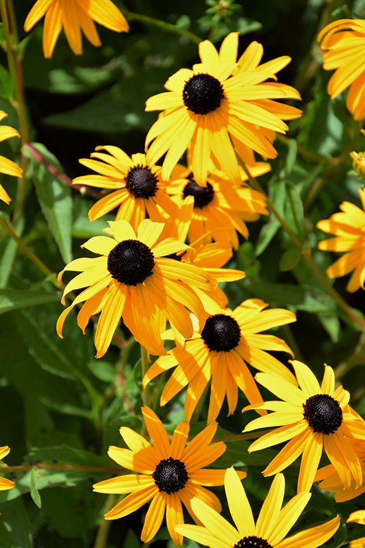 Rudbeckia fulgida 'Goldsturm'