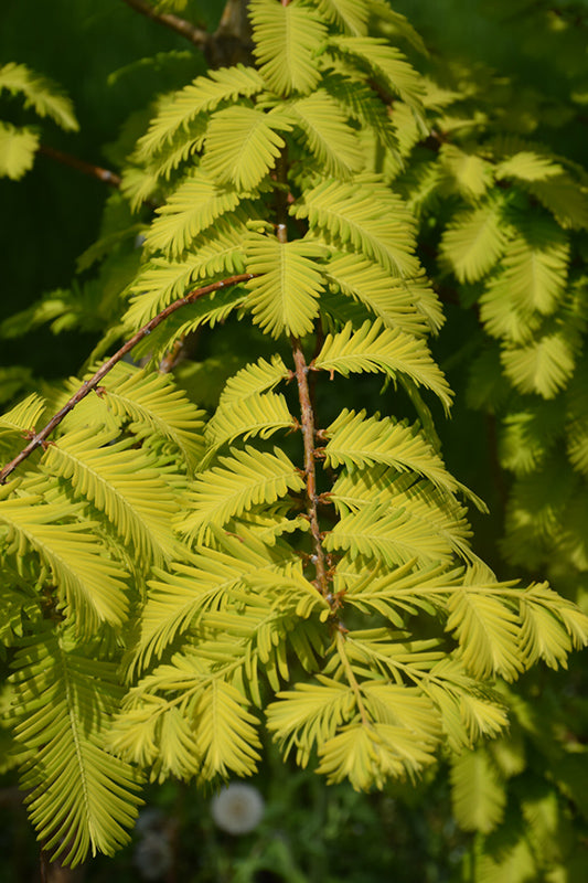 Metasequoia glyptostroboides 'Gold Rush'